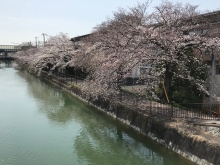 2022年3月⑤桜　琵琶湖疏水
